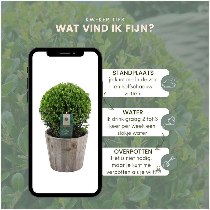 Ilex crenata 'Jenny' bol in houten pot - Ø20cm - 2x