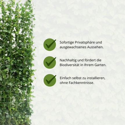 Hedera Hibernica - Edera - Siepe pronta all'uso | ↔120cm - ↕120cm