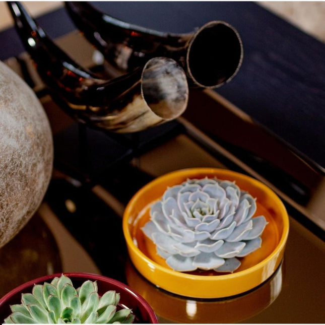 Suculenta sin raíces Echeveria Pulidonis en maceta amarilla - ↕5cm - Ø20cm