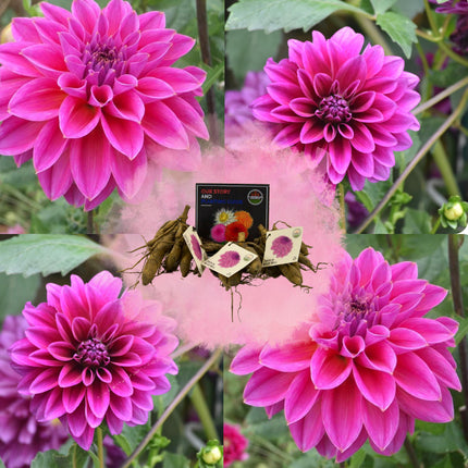 Dahlia Bollen | Dahlia Bleu Bell, Grote Brede Bloembladen