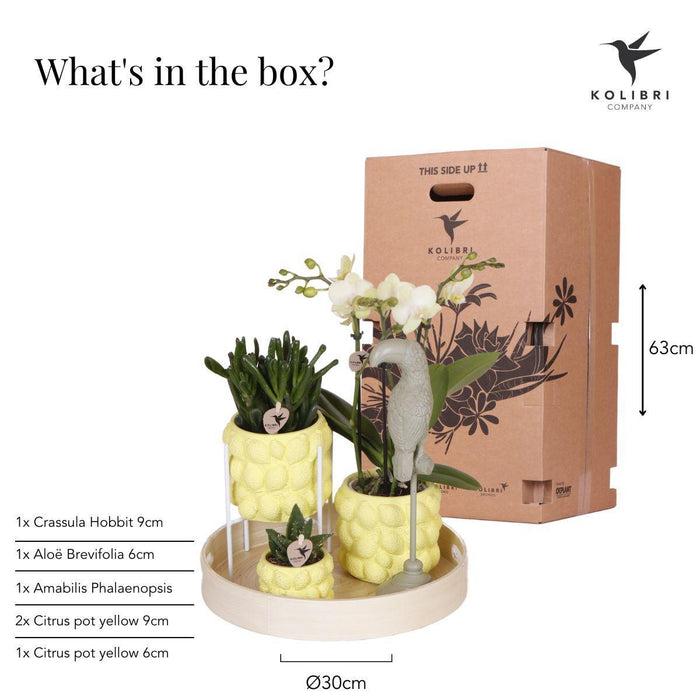 Kolibri Company | Gift set Optimisme Plantenset met oranje Phalaenopsis Orchidee en Succulenten incl. keramieken sierpotten