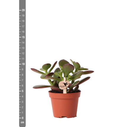 Crassula Ovata - Succulent plant - Ø6cm - Kolibri Greens