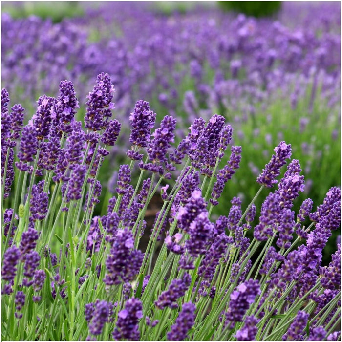 Lavandula Angustifolia Felice®  in 'Old Look' sierpot - Ø13cm - Lavendel - 3x