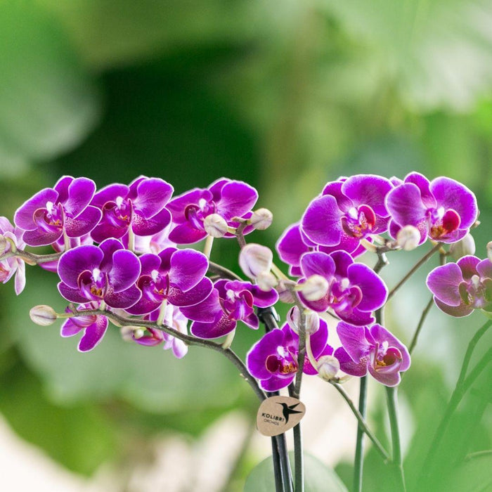 Paarse phalaenopsis orchidee - Morelia - Ø9cm - Bloeiende kamerplant