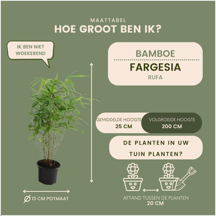 Fargesia Rufa - Bamboe - 3x