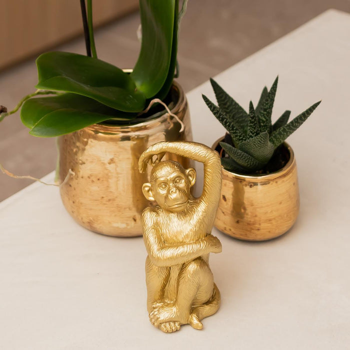 Witte Phalaenopsis orchidee – Amabilis + Luxury sierpot gold – Ø9cm – ↕40cm - Bloeiende kamerplant in bloempot