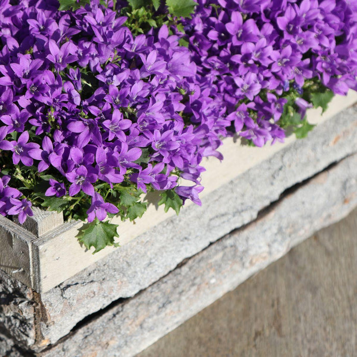 Campanula Addenda - Klokjesbloem paars Ø12cm - 2m2 bodembedekker - 12 stuks - Ambella purple - tuinplanten - winterhard