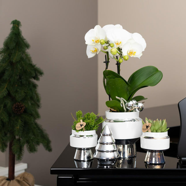 Kolibri Home | Maceta Le Chic - Maceta decorativa de cerámica blanca con detalles plateados - Ø9cm