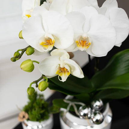Witte orchidee en Succulent set op zilveren dienblad