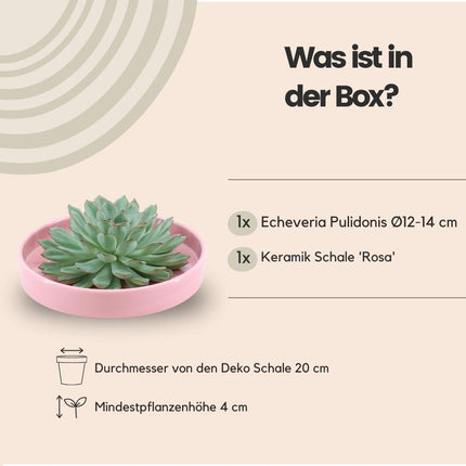 ROOTLESS Succulent Echeveria Pulidonis in 'pink' bowl - ↕5cm - Ø20cm