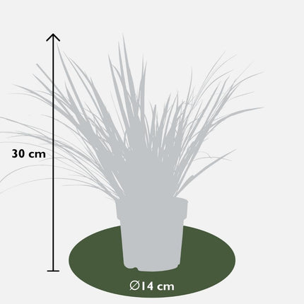 Acorus Gramineus 'Argenteostriatus' - Dværg Calamus - ↕30cm - Ø14cm - 3x