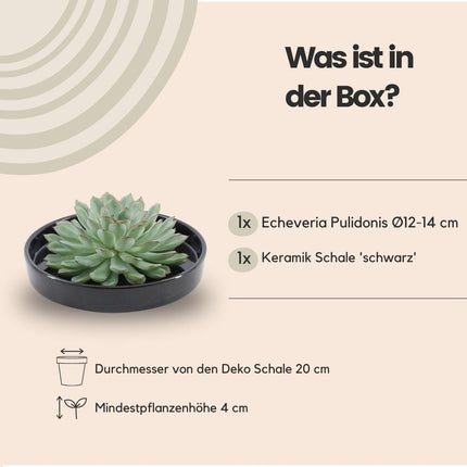 ROOTLESS Succulent Echeveria Pulidonis in 'black' bowl - ↕5cm - Ø20cm