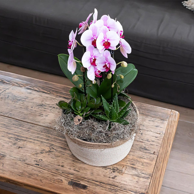 Orchidée Phalaenopsis rose - Niagara Fall - Ø12cm - Plante d'intérieur fleurie