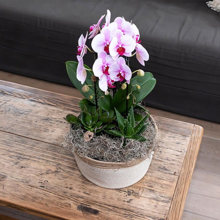 Roze Phalaenopsis orchidee - Niagara Fall  - Ø12cm - Bloeiende kamerplant