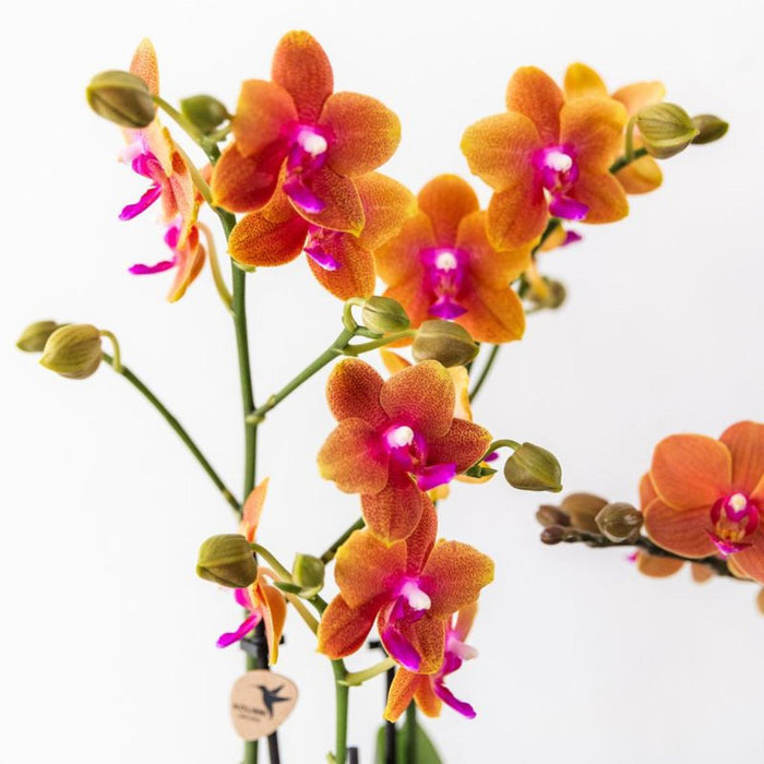Oranje Phalaenopsis orchideeën - 4x - Ø12cm - Geurend