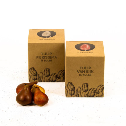 Flowerbulbs Amsterdam - Elly's Choice - 30 flower bulbs - Size 12+