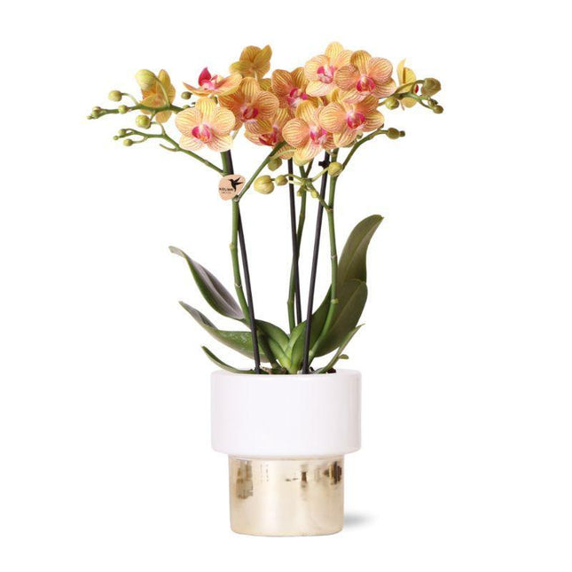 Orchidea Phalaenopsis bianca – Giamaica + Vaso Lush – Ø9cm – ↕40cm - Pianta da interno fiorita in vaso