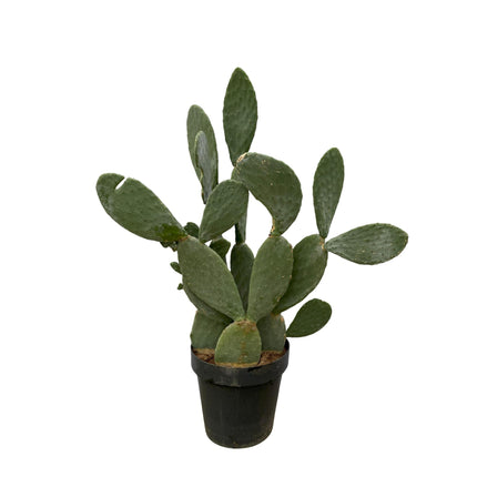 Opuntia Ficus Indica - ↕120cm - Ø38cm