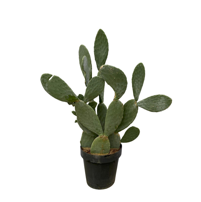 Opuntia Ficus Indica - ↕120cm - Ø38cm