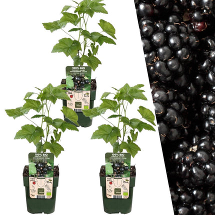 Sadzonki jeżyny organiczne - Rubus Fruticosus - ↕20cm - Ø13cm - 3x