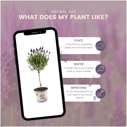 Lavandula stoechas Anouk® su stelo in vaso decorativo con stampa lavanda - Ø15cm - set di 2 Lavande francesi su stelo in vaso decorativo
