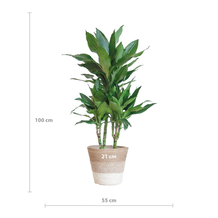 Dracaena Janet Lindt met mand Lissabon wit - ↕95cm - Ø21cm - Drakenplant