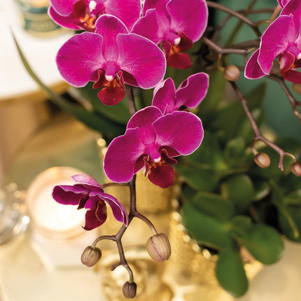 Purpurfarbene Phalaenopsis-Orchidee – Morelia + Diamantförmiger Dekotopf, Gold – Ø 9 cm – ↕ 35 cm – Blühende Zimmerpflanze