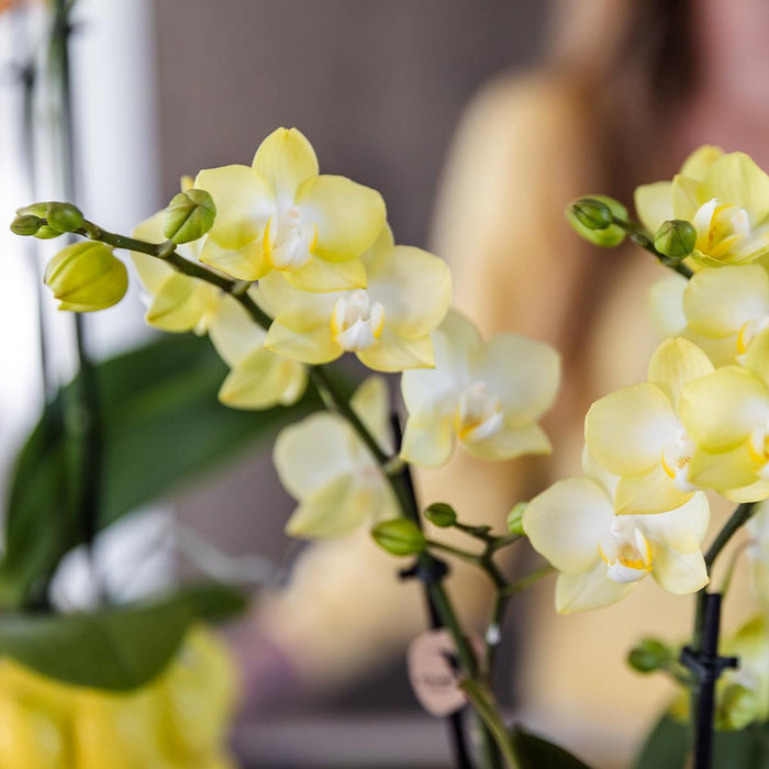 Gele Phalaenopsis orchidee - Mexico + Citrus sierpot yellow - Ø9cm - Bloeiende kamerplant