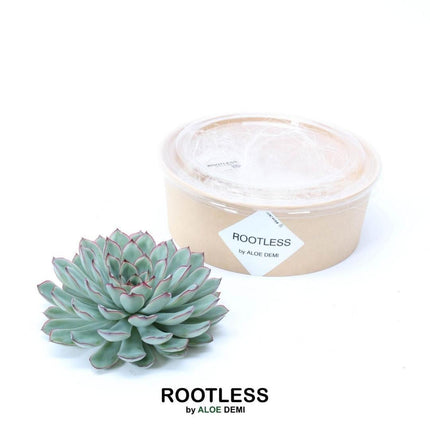 ROOTLESS Succulent Echeveria Pulidonis - ↕5cm - Ø12-14 cm