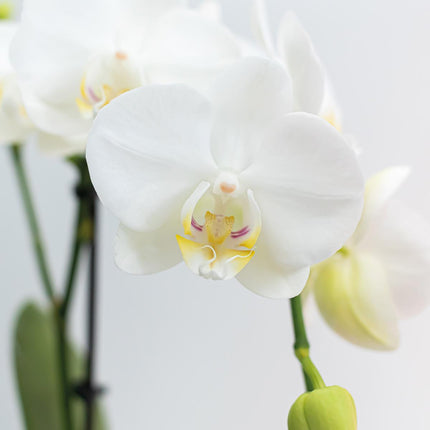 Orchidee Phalaenopsis bianche - Amabilis - 2 pezzi - Ø9cm - Pianta da interno fiorita