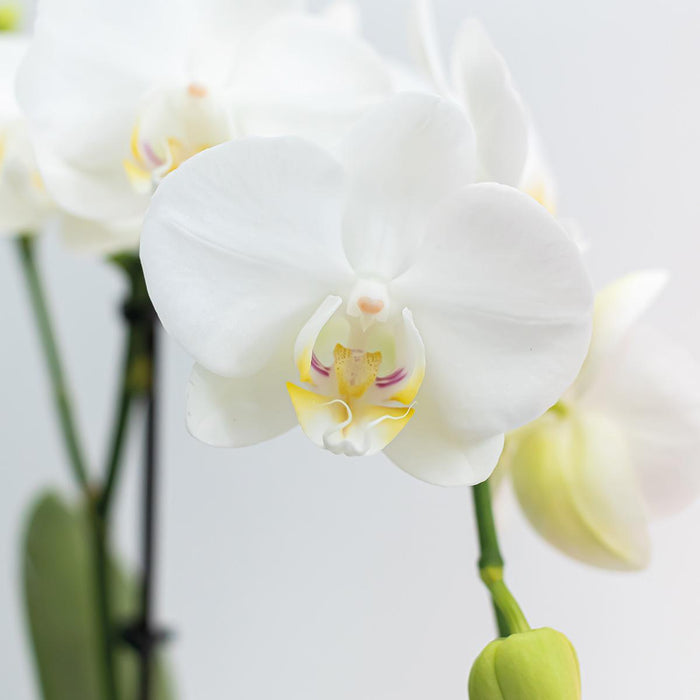 Witte Phalaenopsis orchideeën - Amabilis - 2x - Ø9cm - Bloeiende kamerplant