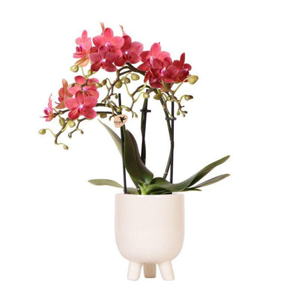 Orquídea Phalaenopsis roja – Congo + maceta de travertino gomoso – Ø9cm – ↕40cm - Planta de interior con flores en maceta
