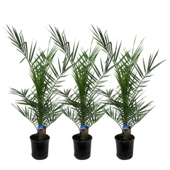 Collection image for: Phoenix Canariensis (Palma da dattero delle Isole Canarie)