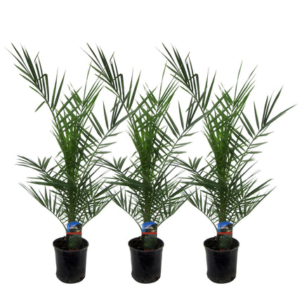 Phoenix Canariensis - Canarische Dadelpalm - ↕80cm - Ø15cm - 3x