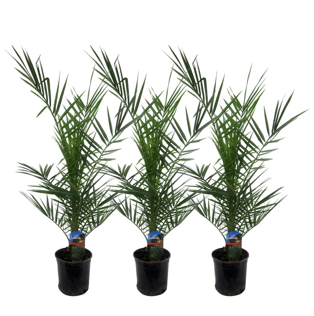 Phoenix Canariensis - Palma da datteri delle Isole Canarie - ↕80cm - Ø15cm - 3x