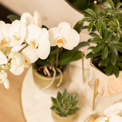 Kolibri Home | Plant Stand - Gold Metal Plant Riser - Ø12cm