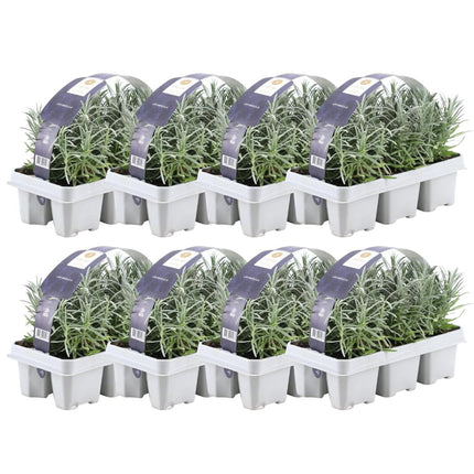 Lavande Angustifolia - 48 x ↕15 cm - Ø7 cm - Lot de 8 x 6 