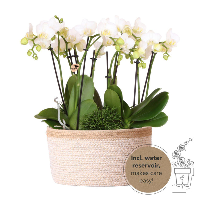 Composizione di piante bianche in cestino di cotone con serbatoio d'acqua incluso | tre orchidee Amabilis bianche da 9 cm e tre piante di Rhipsalis verdi | Bouquet Jungle bianco con serbatoio d'acqua integrato