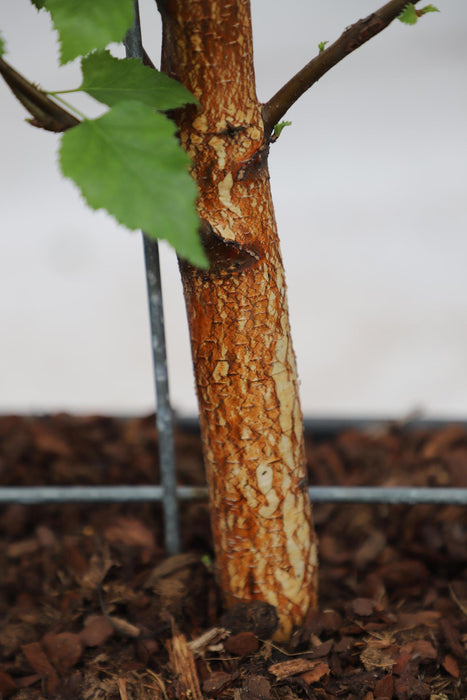 Betula Pendula - ↕180cm - 1x