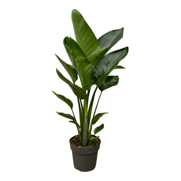 Strelitzia Nicolai - Paradijsvogelplant - ↕90cm - Ø19cm