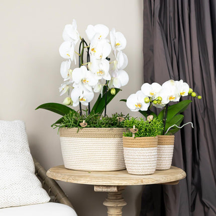 Hvid Phalaenopsis orkidé - Niagara Fall - Ø12cm - Blomstrende stueplante
