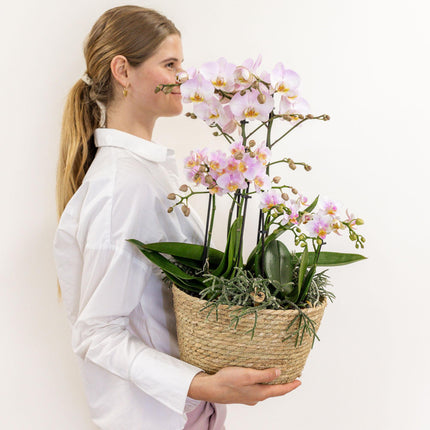 Kolibri Home – Einsatz mit Wasserreservoir und Bewässerungsdochten für Orchideenuntersetzer – Bewässerungssystem für Orchideen Ø 25 cm – 1 x 12 + 2 x 9 – Feldstrauß