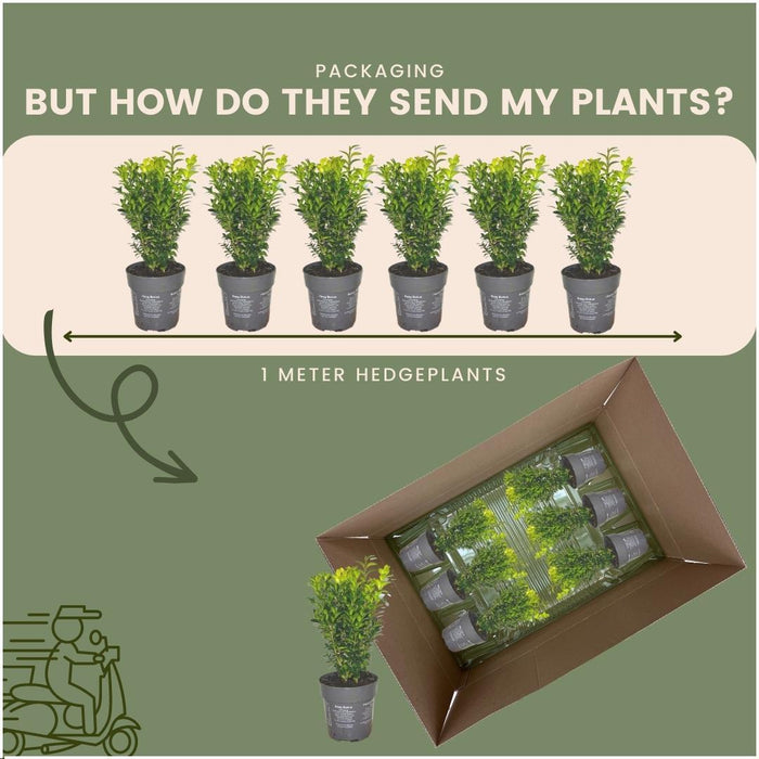 Buxus Sempervirens haag - 1 meter - ↕20cm - Ø12cm - 6x