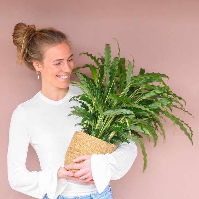 Calathea Rufibarba met Sofia mand naturel - ↕55cm - Ø17cm