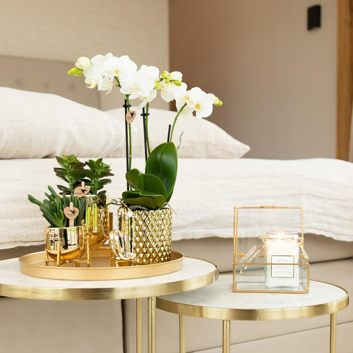 Witte Phalaenopsis orchidee – Amabilis + Diamond sierpot goud – Ø9cm – ↕40cm - Bloeiende kamerplant in bloempot