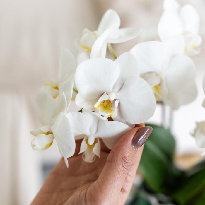 Witte orchidee Amabilis + Malaga sierpot groen - Ø9cm - Bloeiende kamerplant
