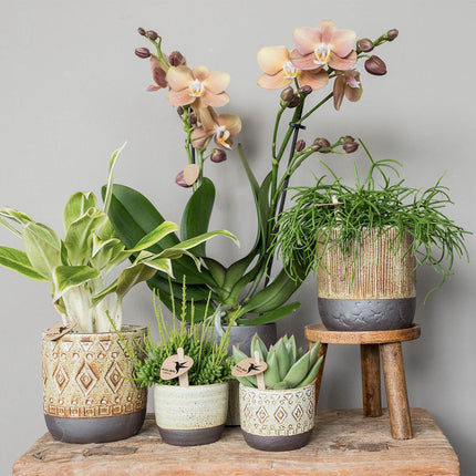 Kolibri Home | Plant Stand - Wooden Plant Riser - Ø12cm
