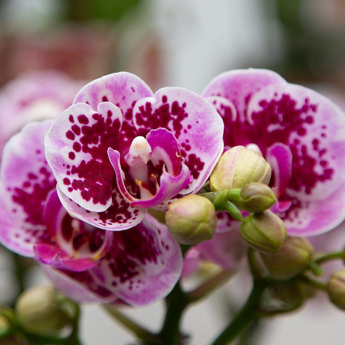 Roze paarse phalaenopsis orchidee - El Salvador - Ø9cm - Bloeiende kamerplant