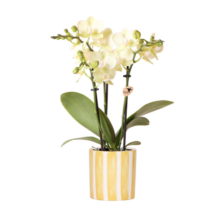 Gele Phalaenopsis orchidee - Mexico + Painted Stripe pot yellow - Ø9cm - Bloeiende kamerplant