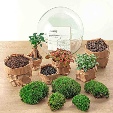 DIY terrarium - Dome XL - Ficus Ginseng Bonsai - ↕30cm - Rake + Shovel